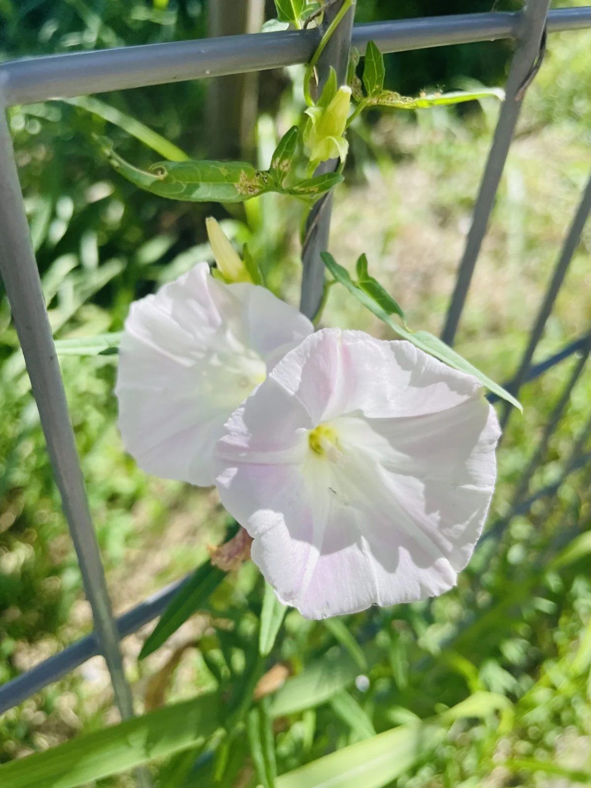 アサガオ 品種不明 花