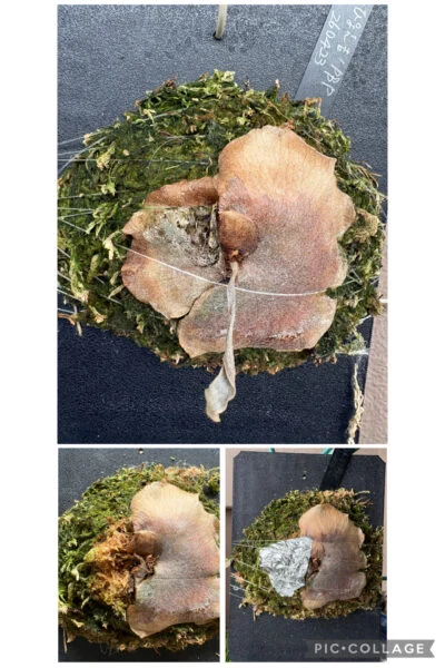 ビカクシダ ぴょん吉 虫被害