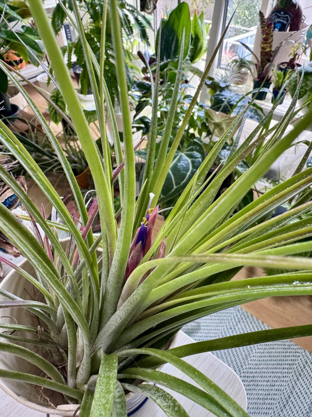 ティランジア 札落ち