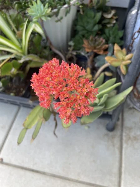 多肉植物　クラッスラ　神刀