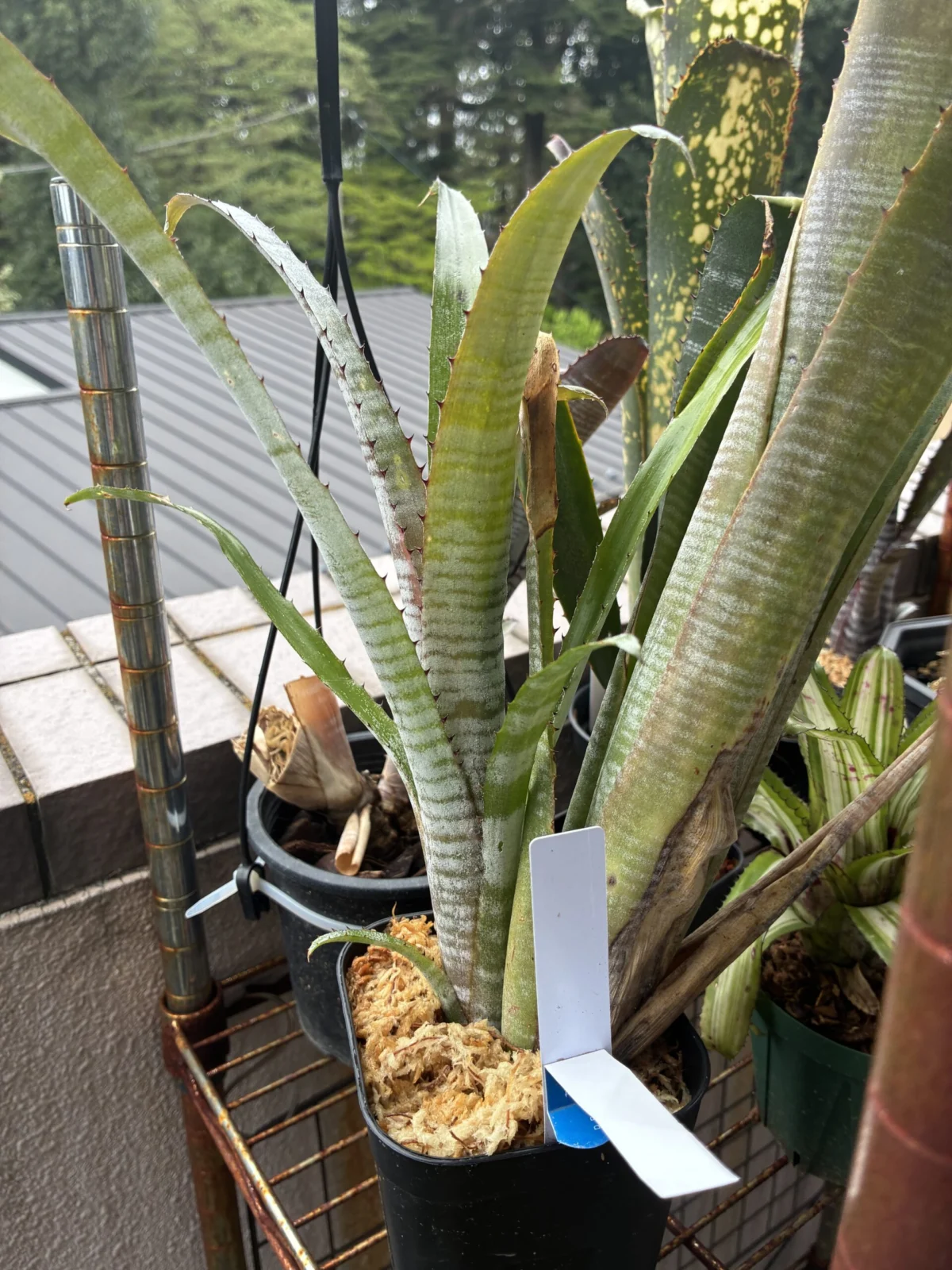 ビルベルギア　パイプライン