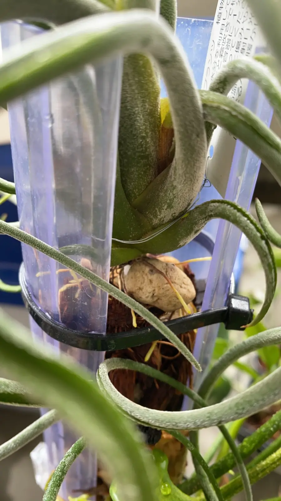 ティランジア　カプトメデューサエ