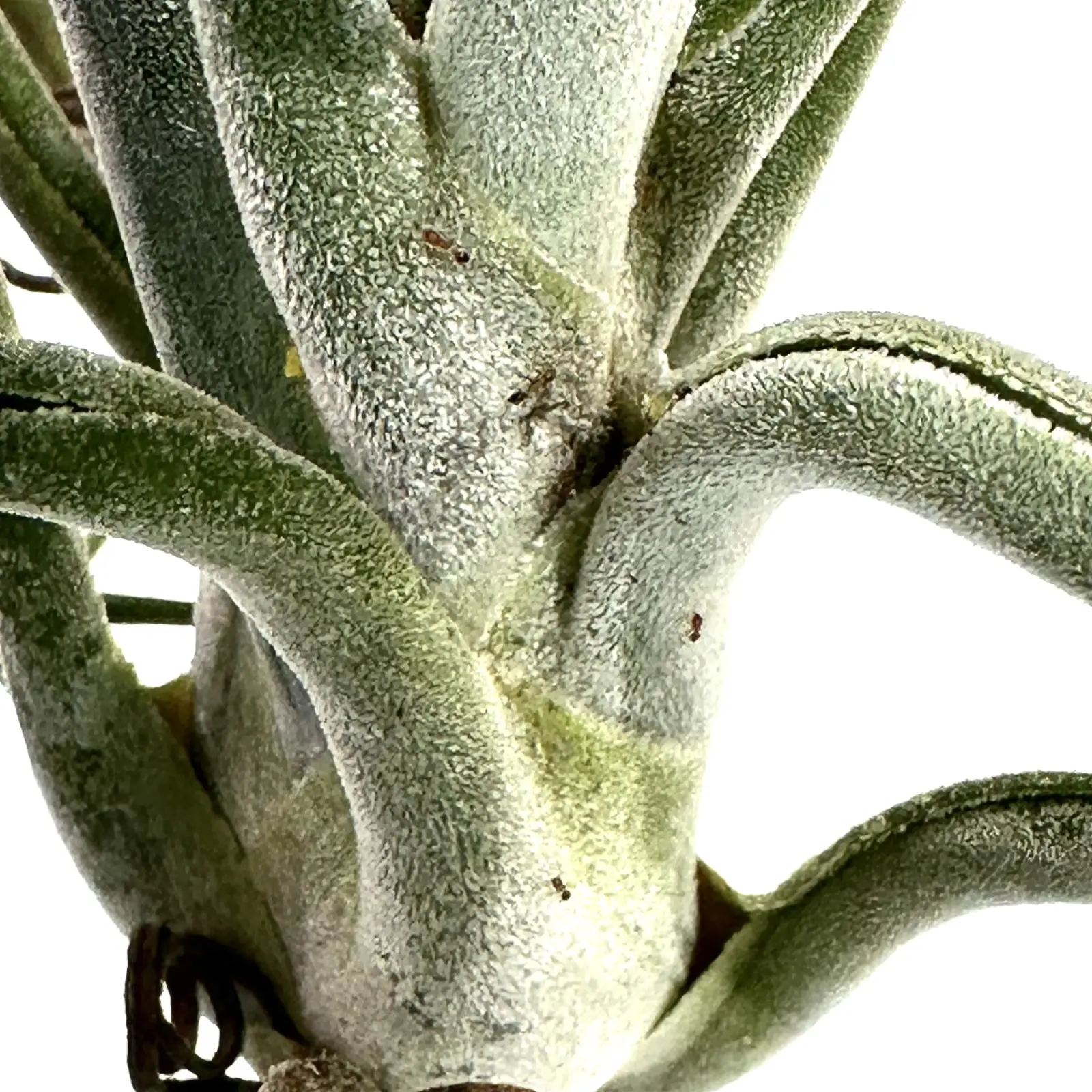 ティランジア　カプトメデューサエ　アリの巣