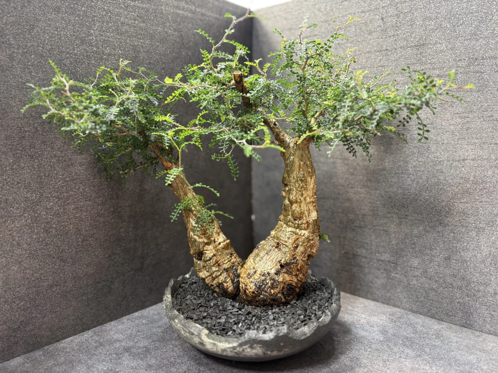 オペルクリカリア　パキプス　2頭