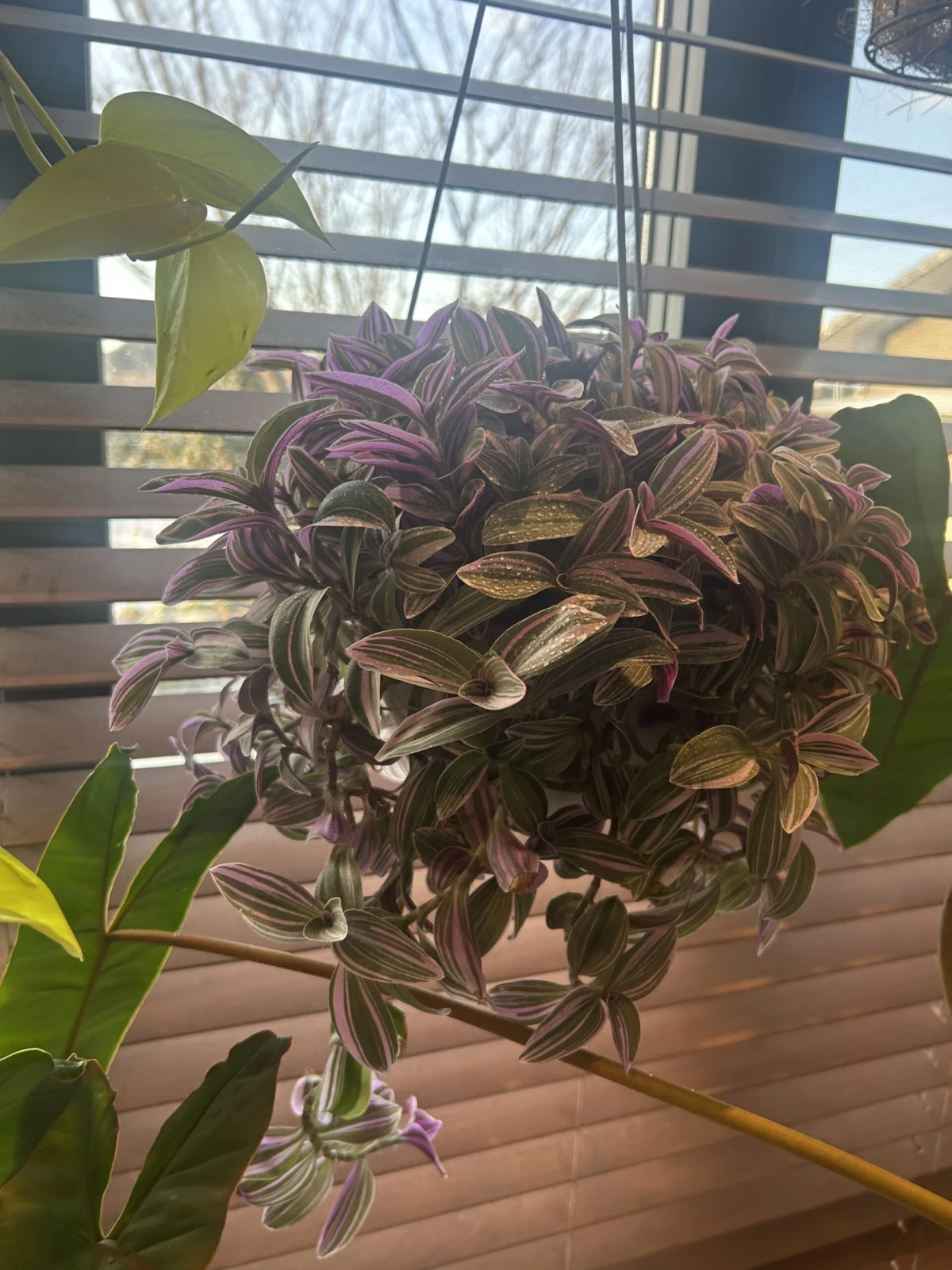 トラディスカンティア　スウィートネス