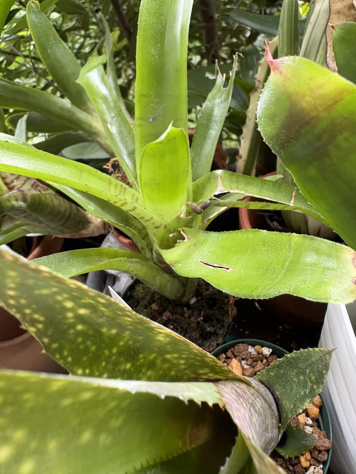ネオレゲリア イエローゼブラ 害虫
