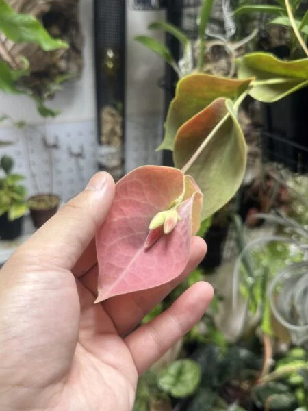 セラトステマ　ペンデンス　花芽