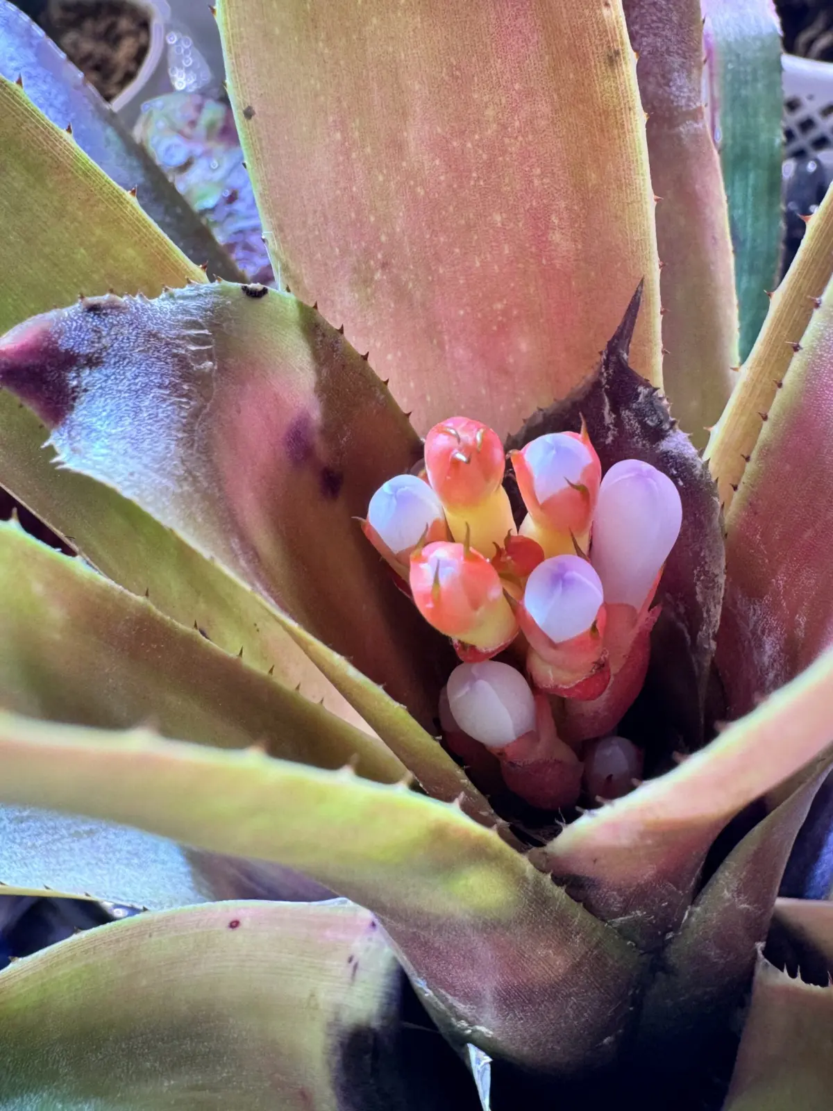 エクメア　ブルートゥース　開花