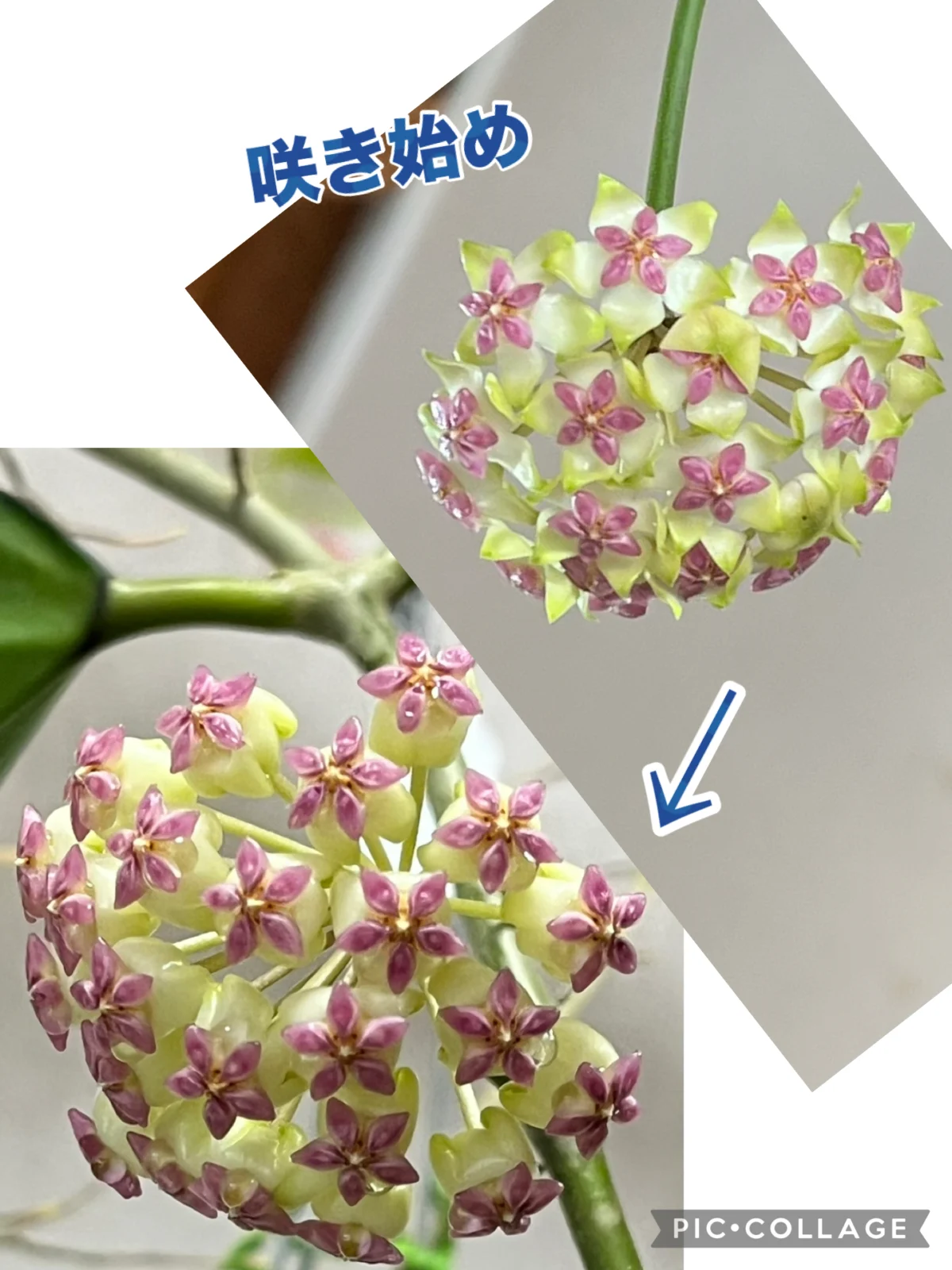 ホヤ パチャラワライシルバー 花
