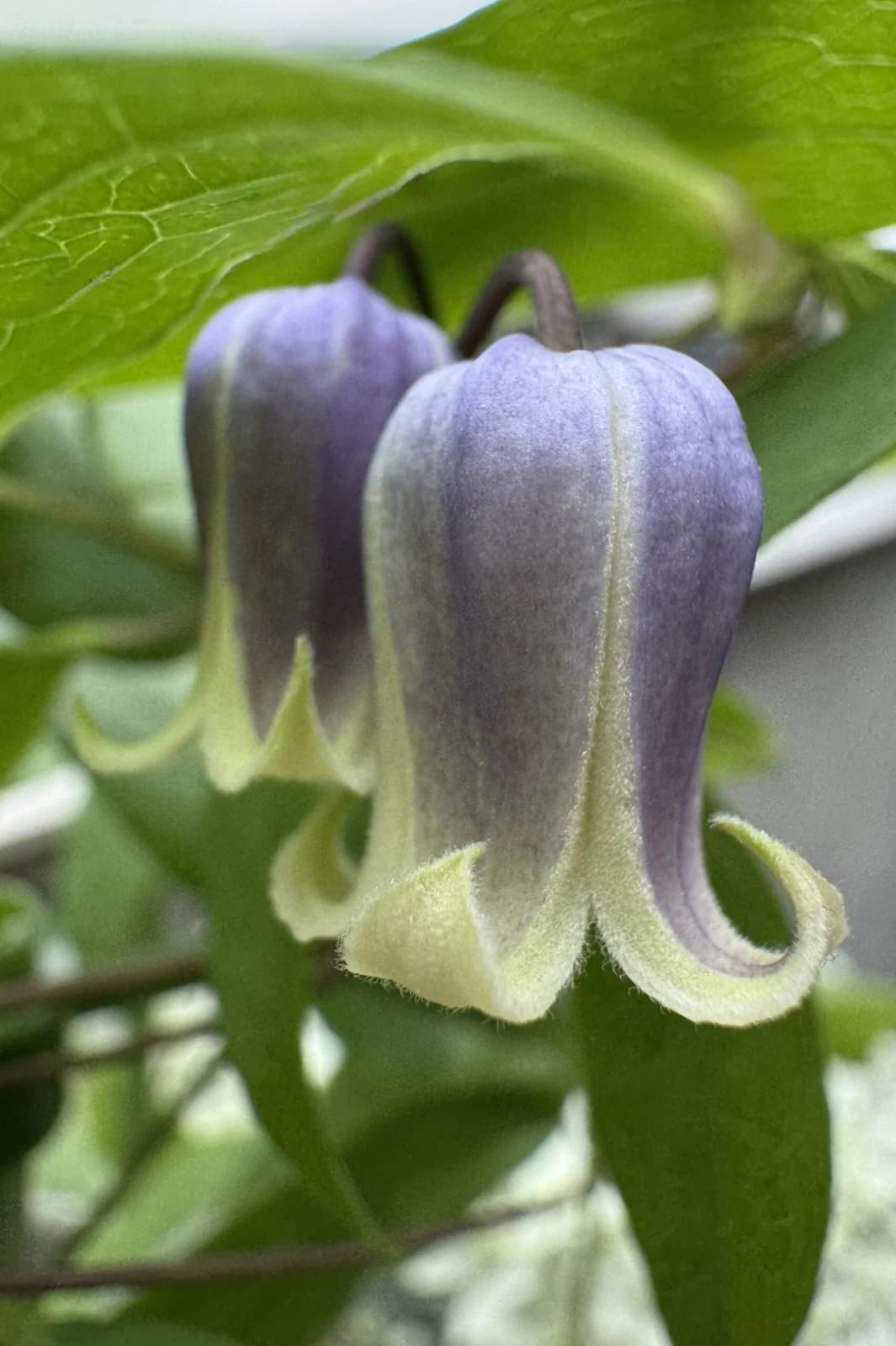 クレマチス　雫　花