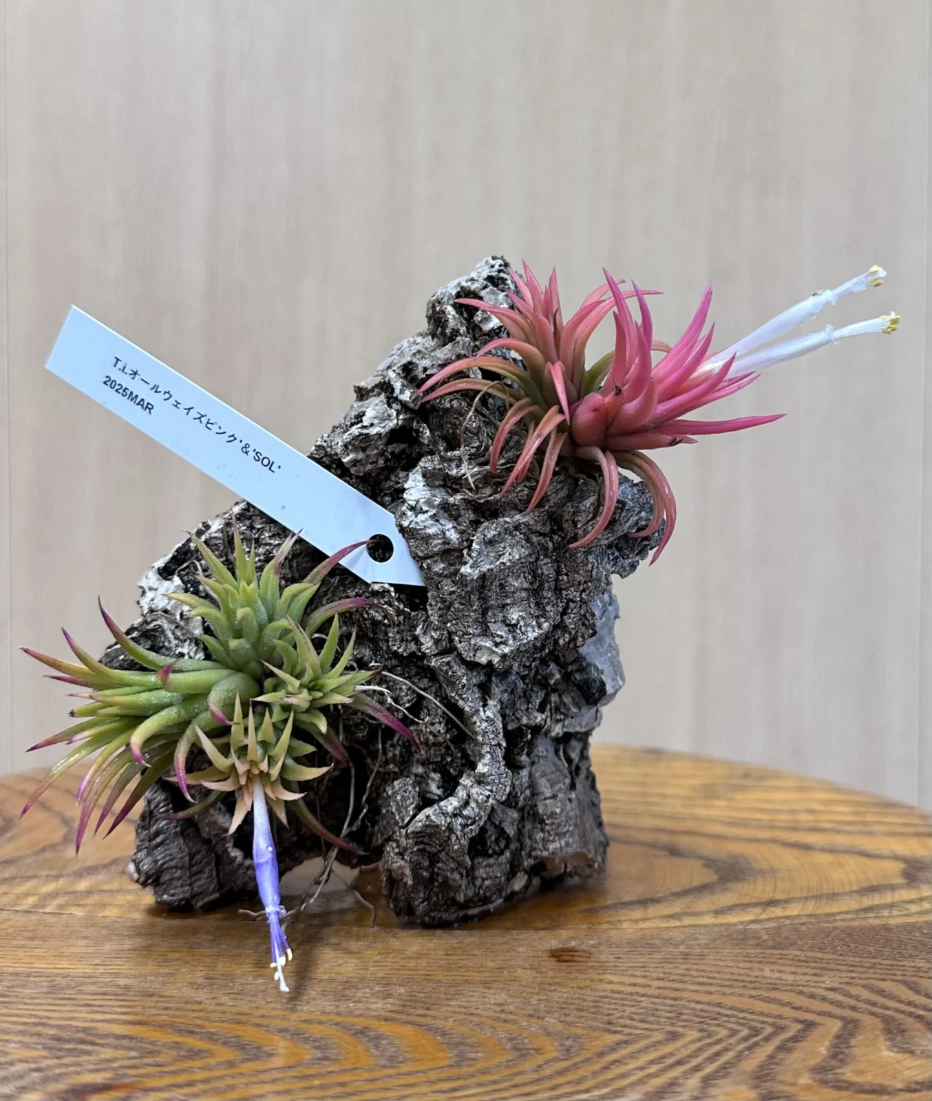 ティランジア　イオナンタ　オールウェイズピンク / ティランジア　イオナンタ　ソル　開花