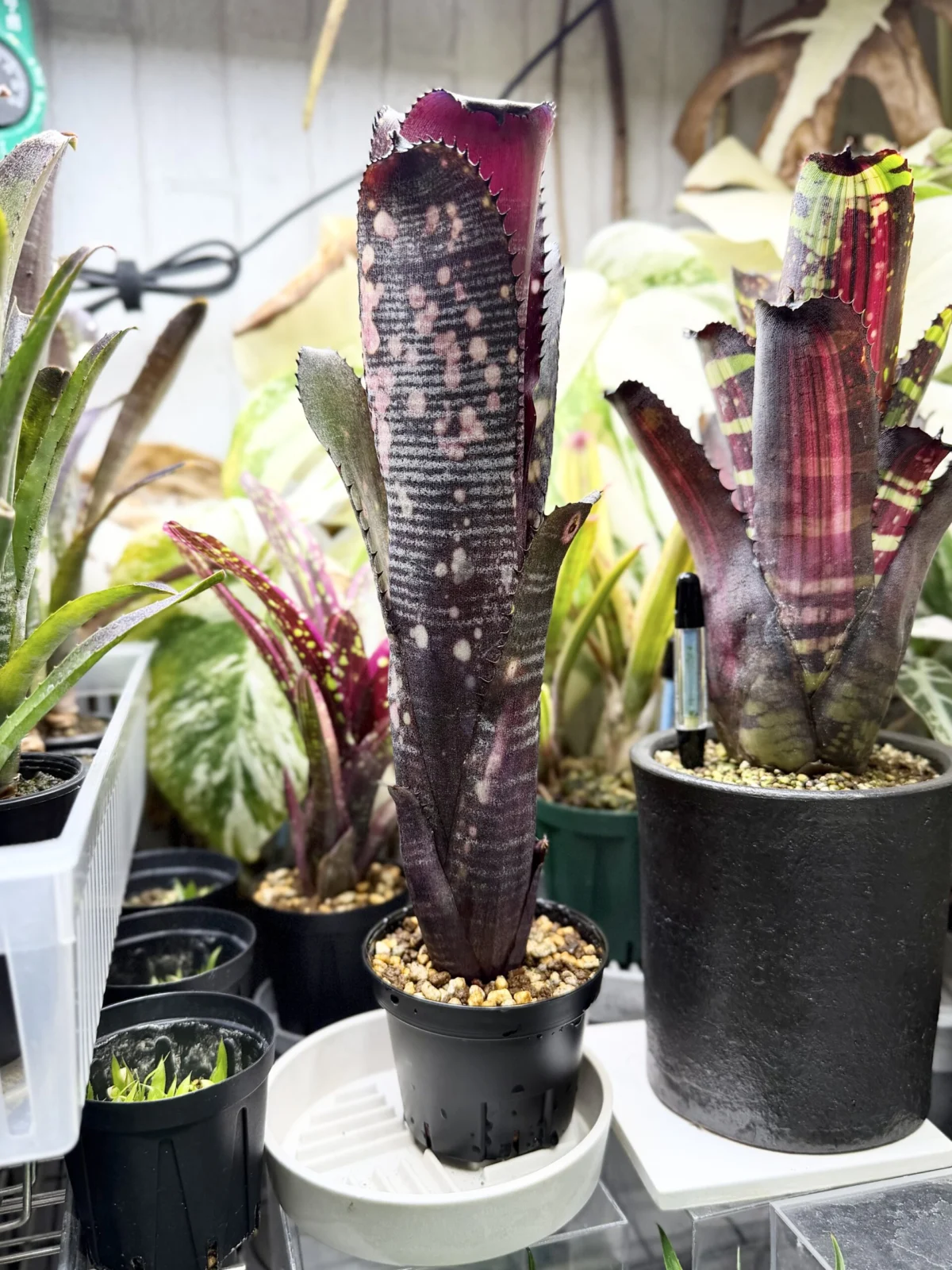 ビルベルギア オビワン