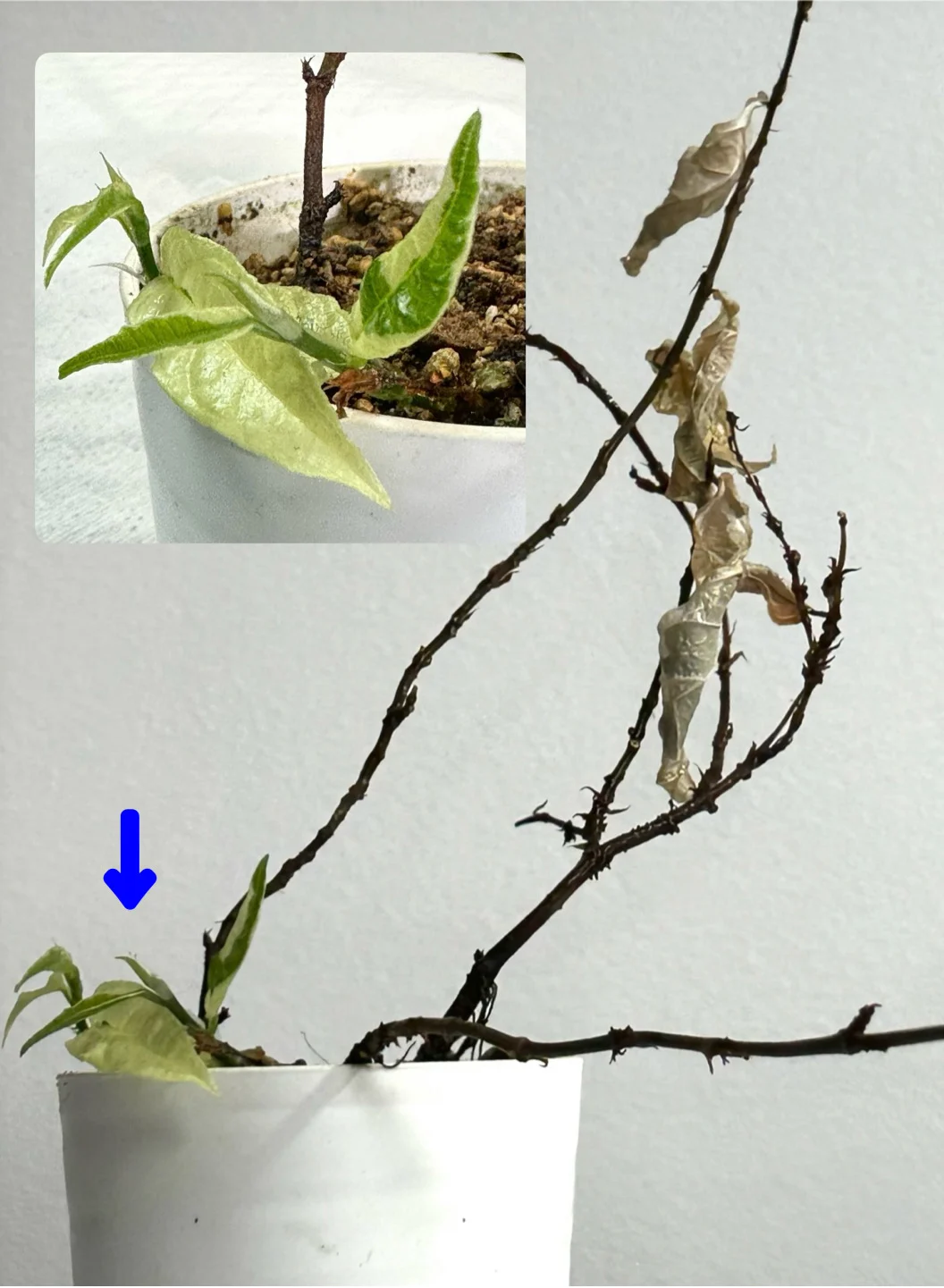 フィカス　ラディカンス　ホワイト　復活
