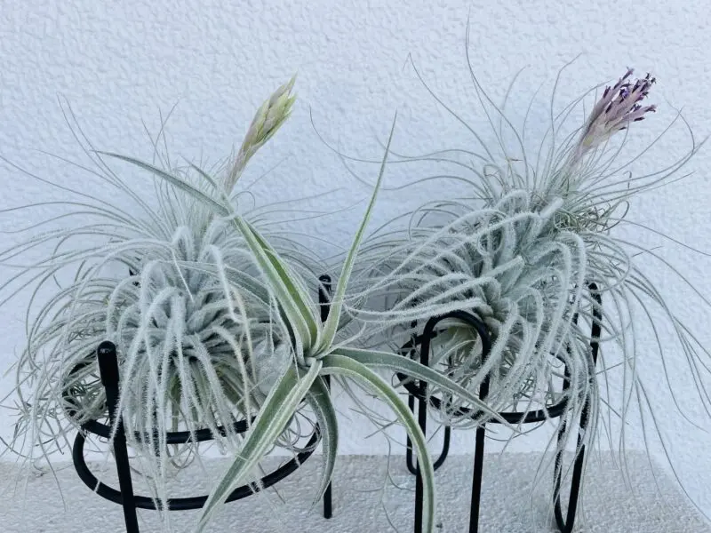ティランジア　テクトラム　開花