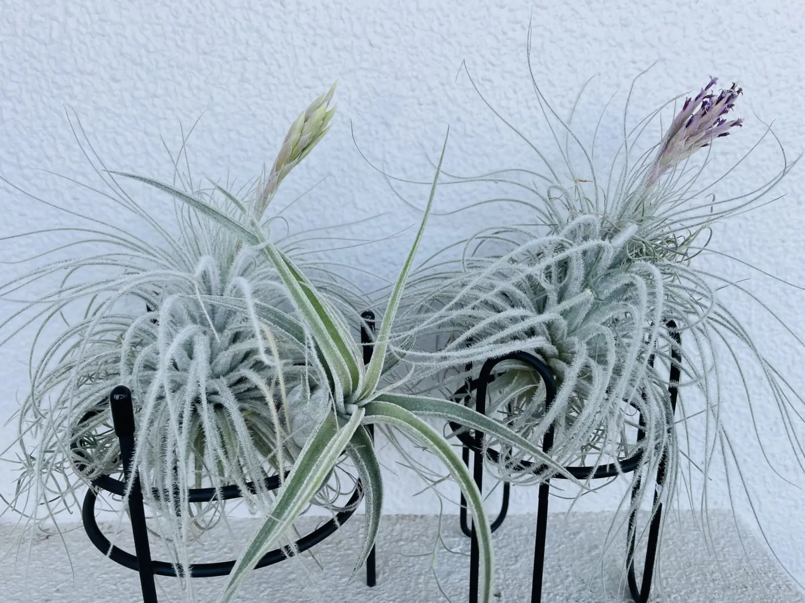 ティランジア　テクトラム　開花