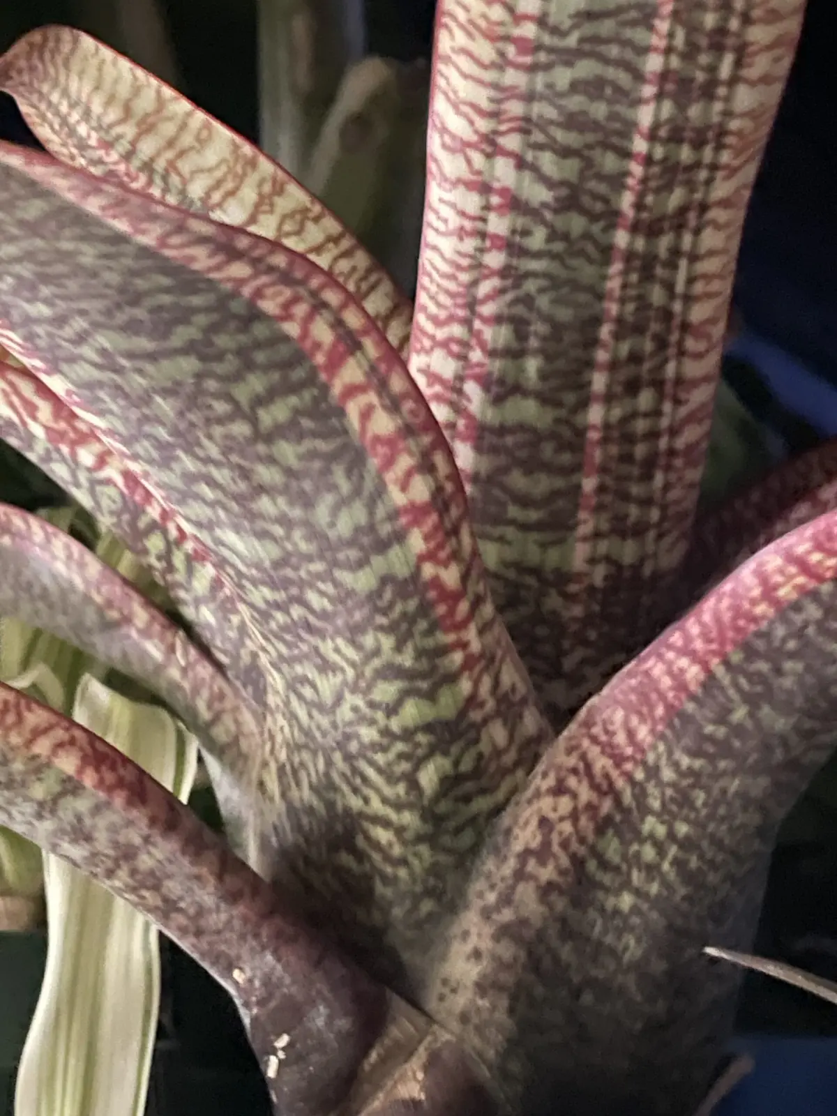 フリーセア　チューリップ