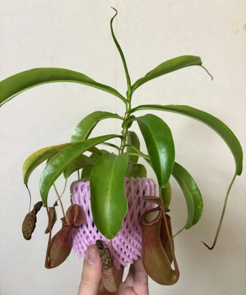 ネペンテス