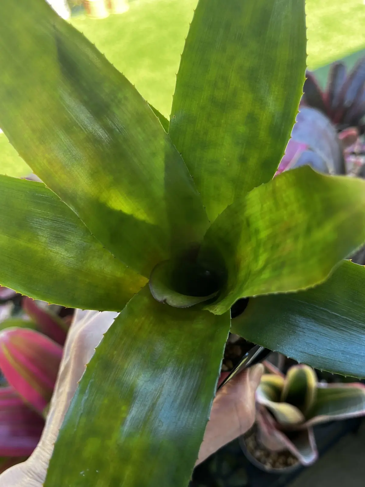 ネオレゲリア　ピナフォア