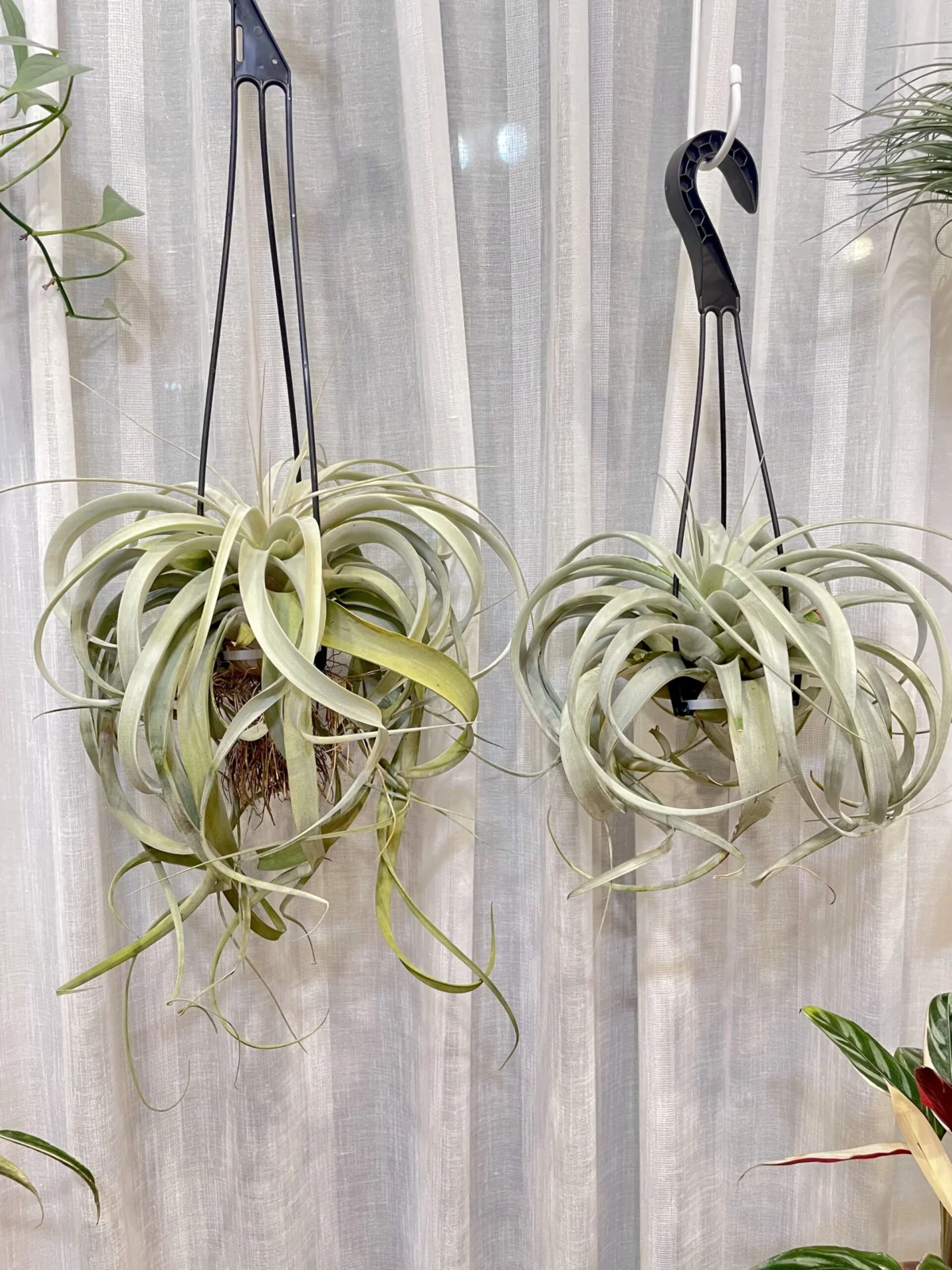 ティランジア　キセログラフィカ