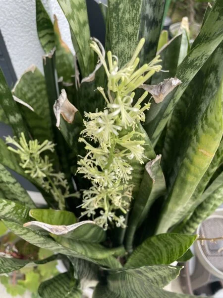 サンセベリア 花