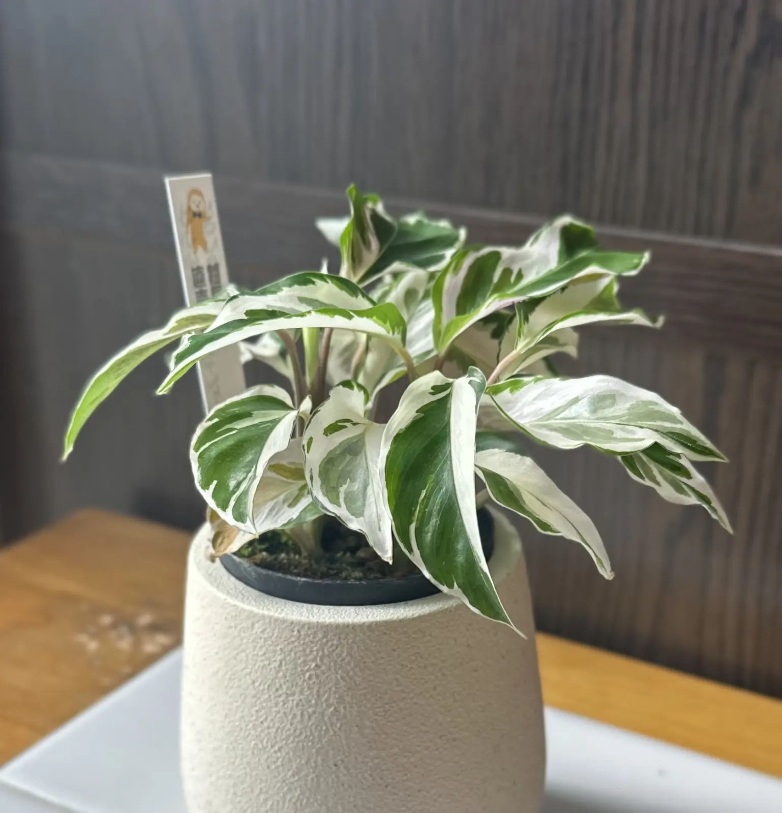 カラテア ホワイトフュージョン