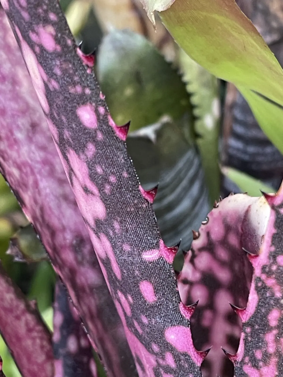 ビルベルギア　コーラン　ピンクピラニア