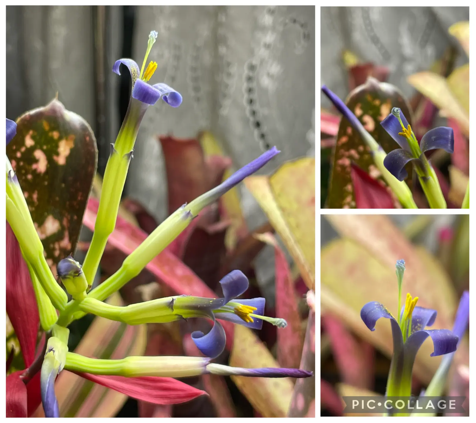 ビルベルギア　ハレルヤ　花