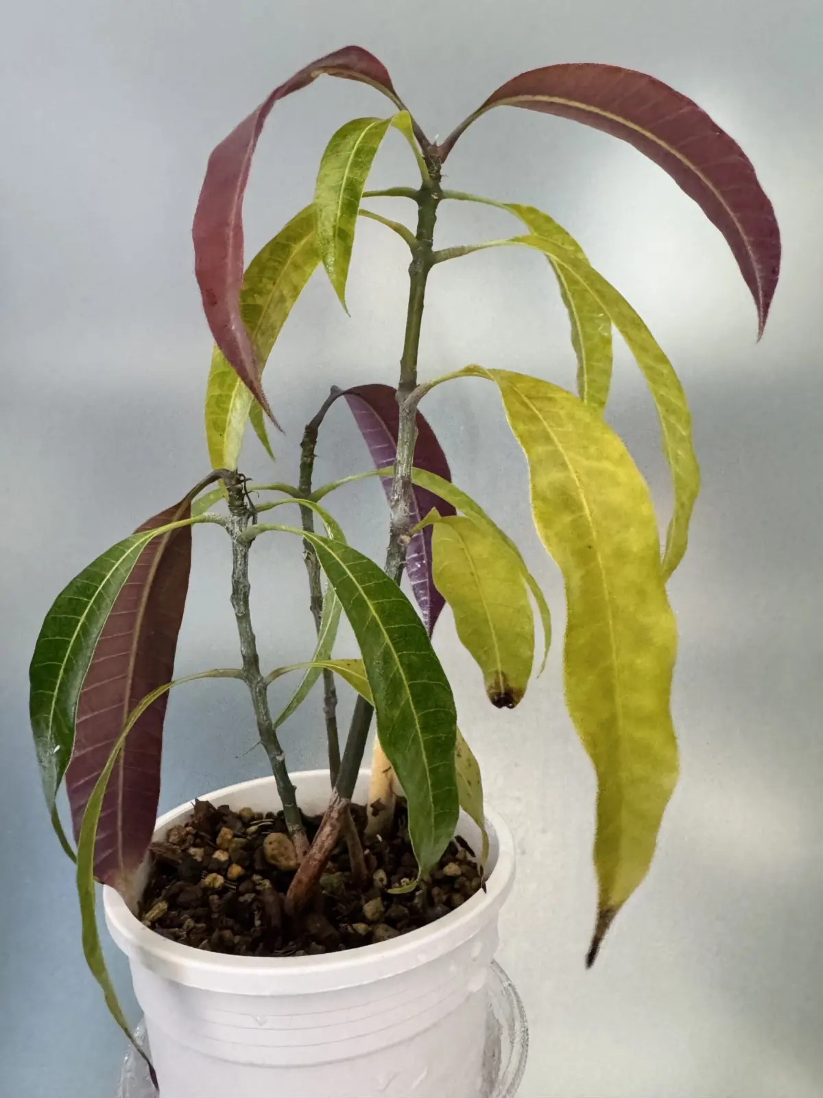 マンゴー　実生チャレンジ　半年