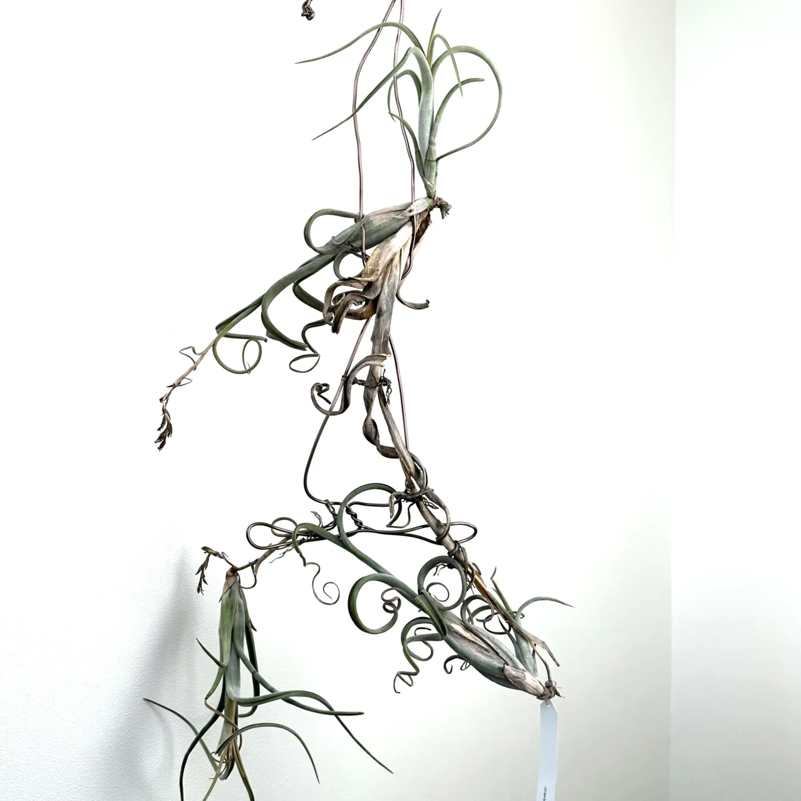 ティランジア　インターメディア