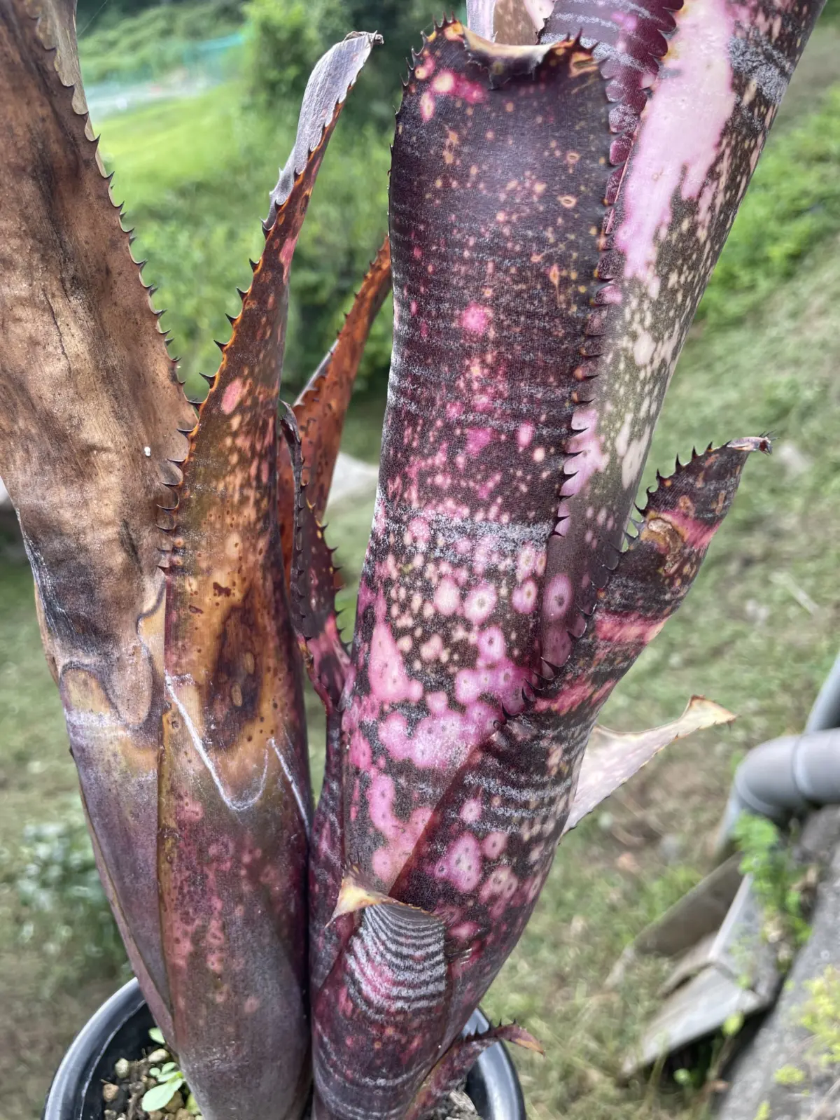 ビルベルギア　オビワン