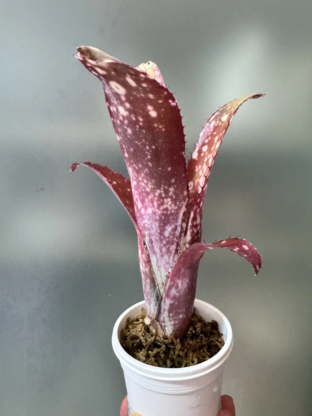 ビルベルギア　ライラックタイム