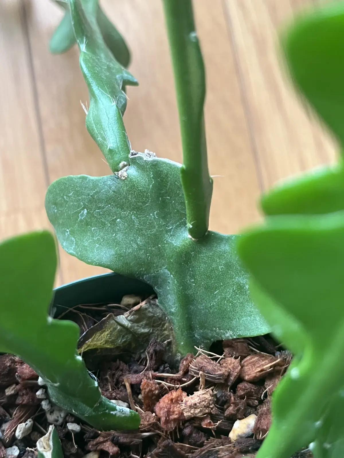 エピフィルム　アングリガー　フィッシュボーンカクタス