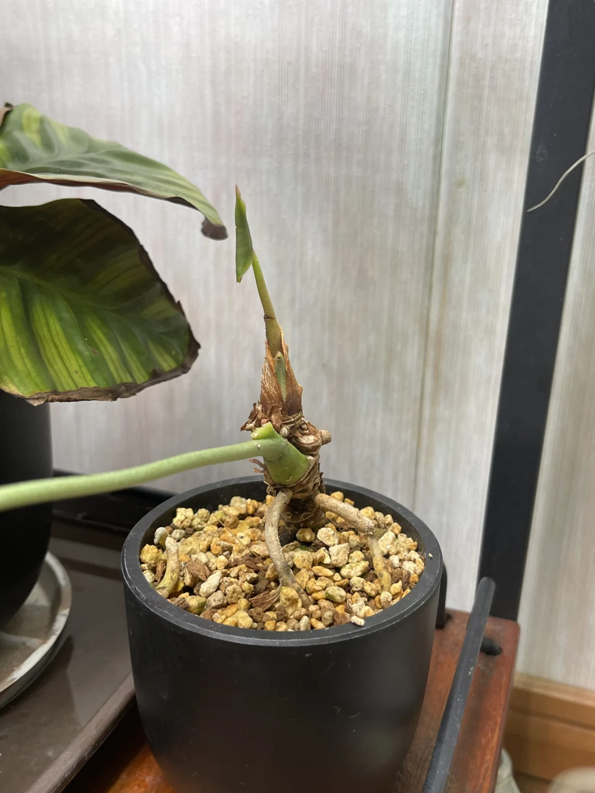 アンスリウム　クラリネルビウム