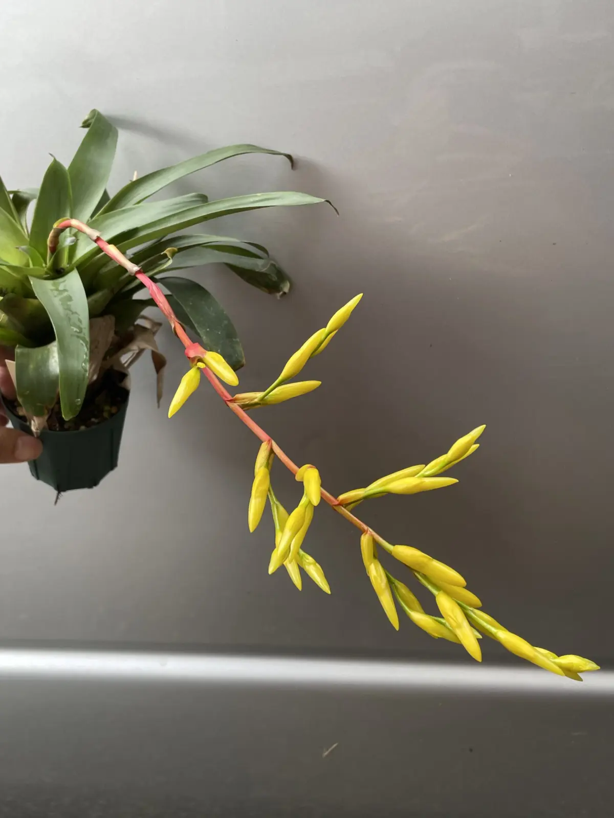 フリーセア　ロディガシアナ