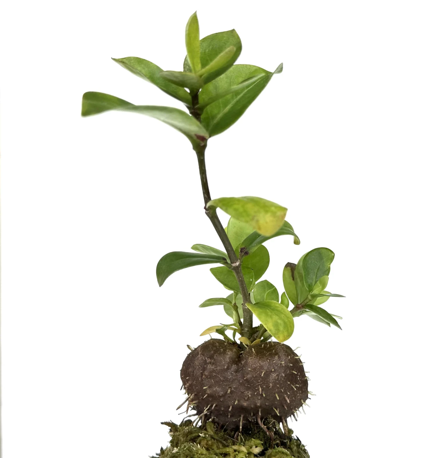 スクアメラリア　カジェウスキー　蟻植物