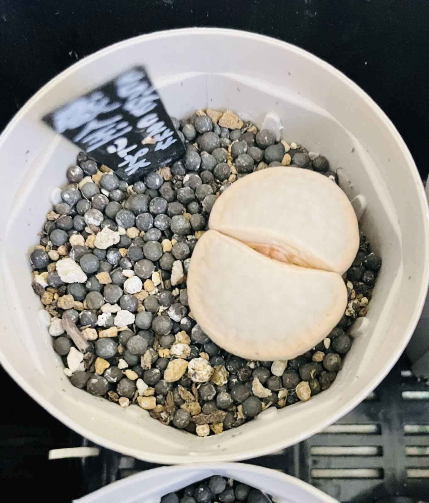 リトープス 蔵人玉 クランドギョク 花芽