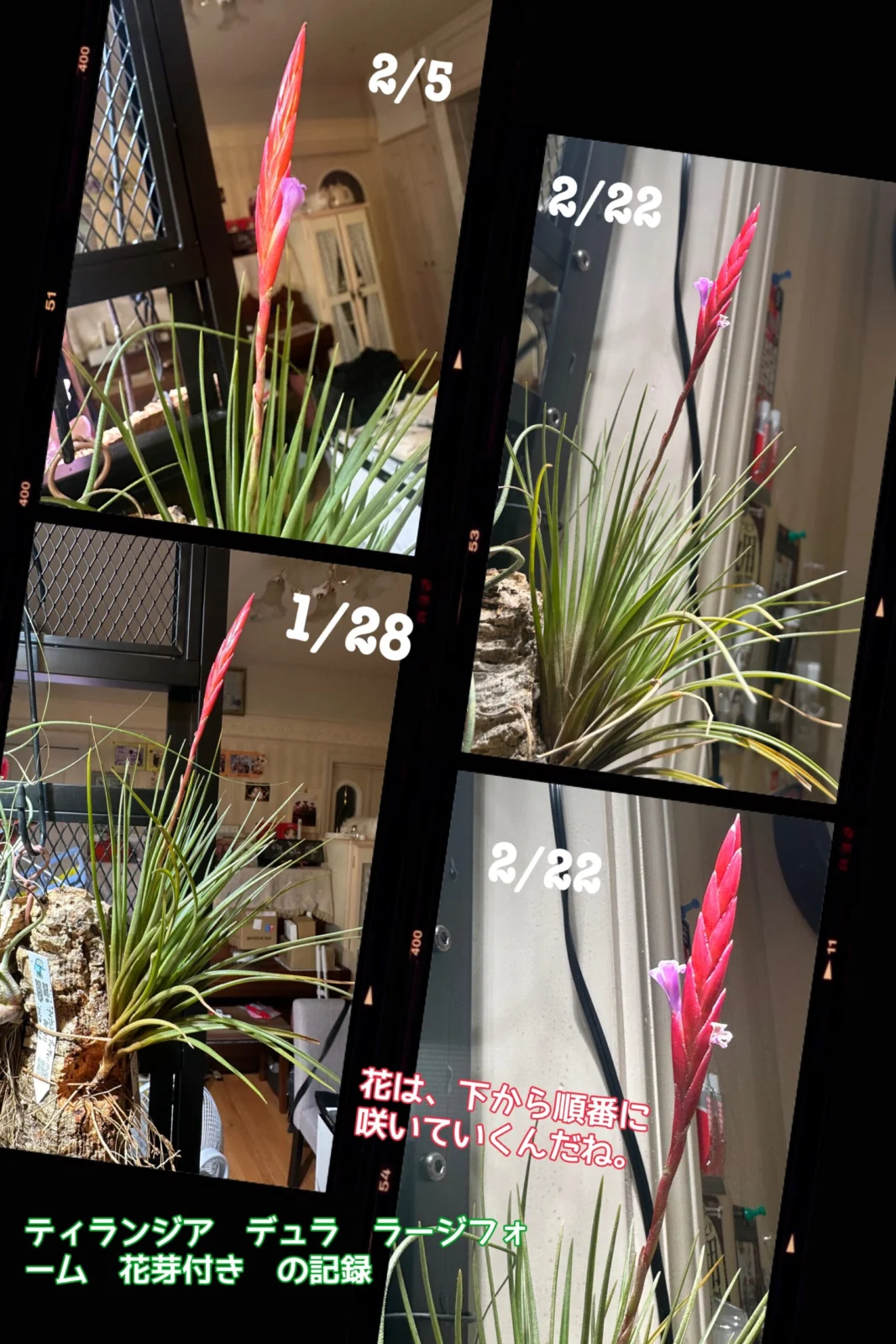 ティランジア　デュラ　ラージフォーム　花芽付き