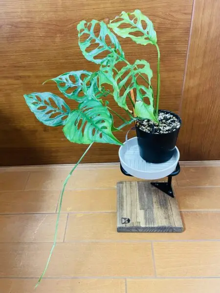 モンステラ　オブリクア　徒長