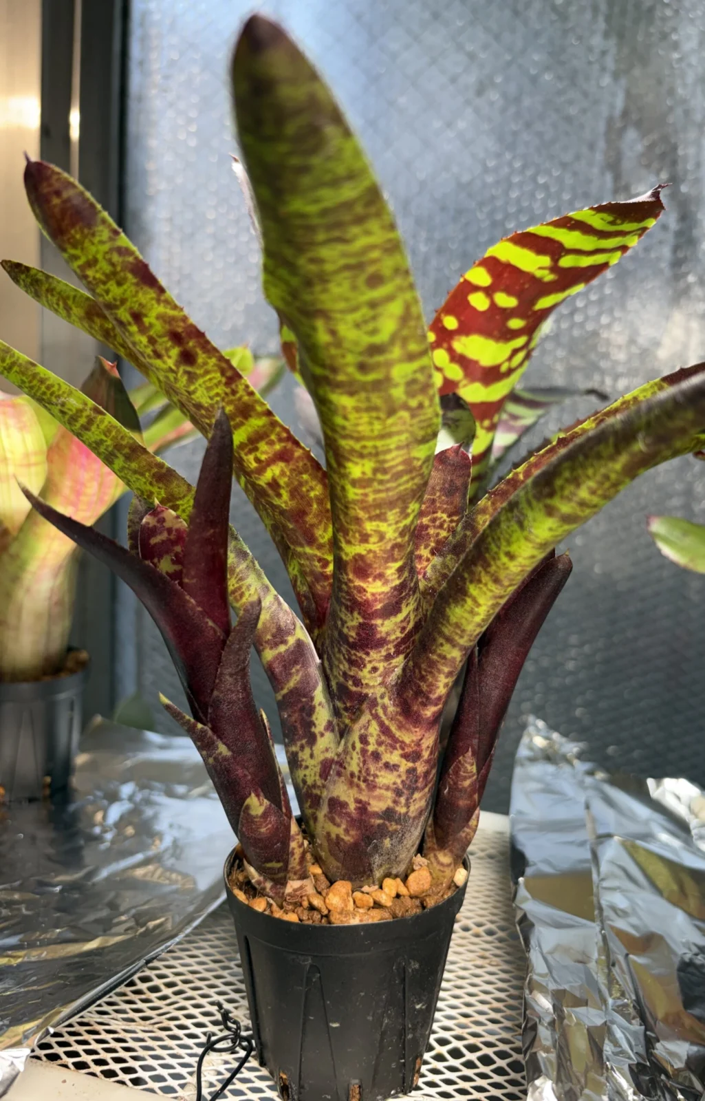 ネオレゲリア　ジャバプラム