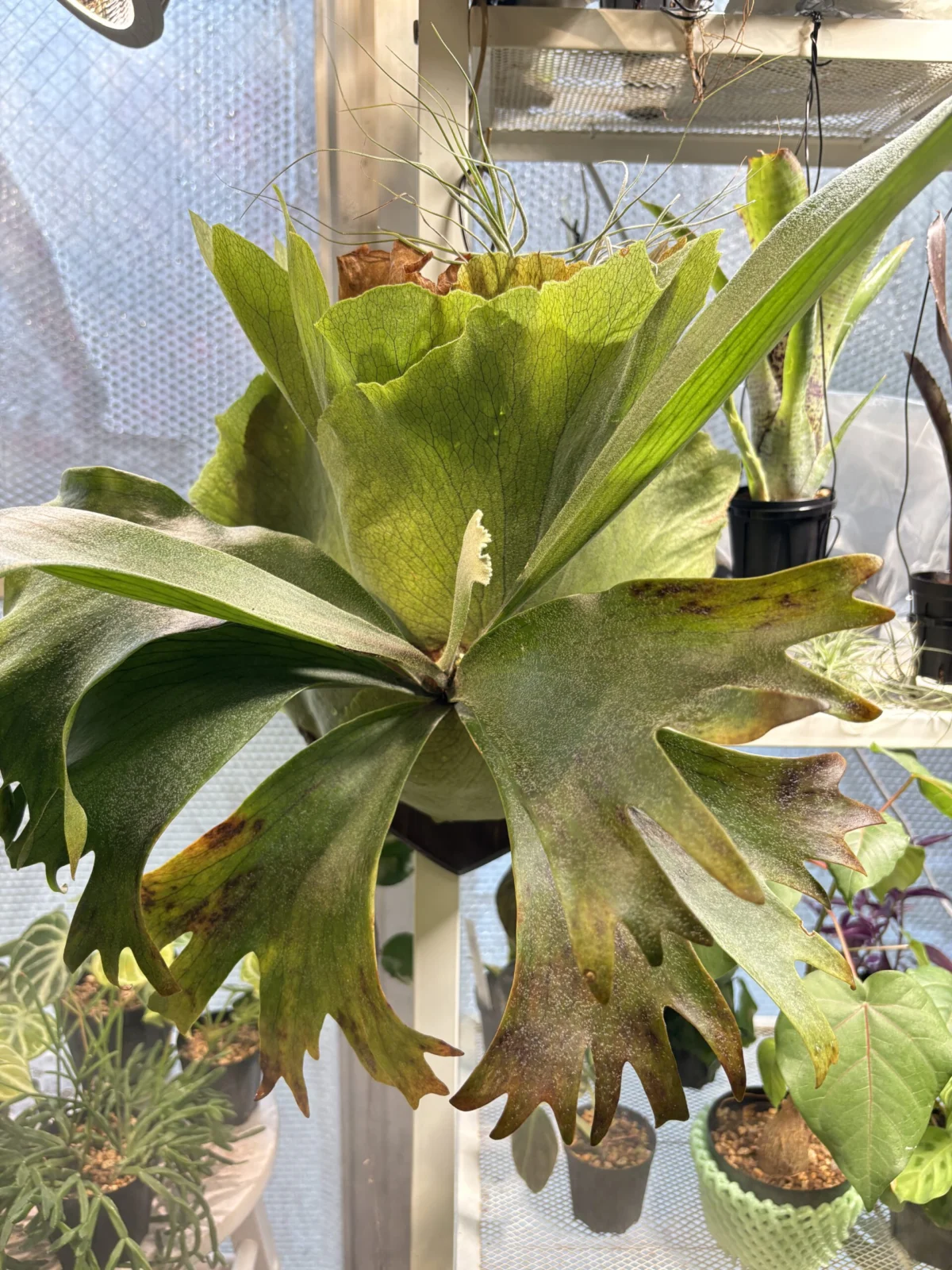 ビガクシダ 褐斑細菌