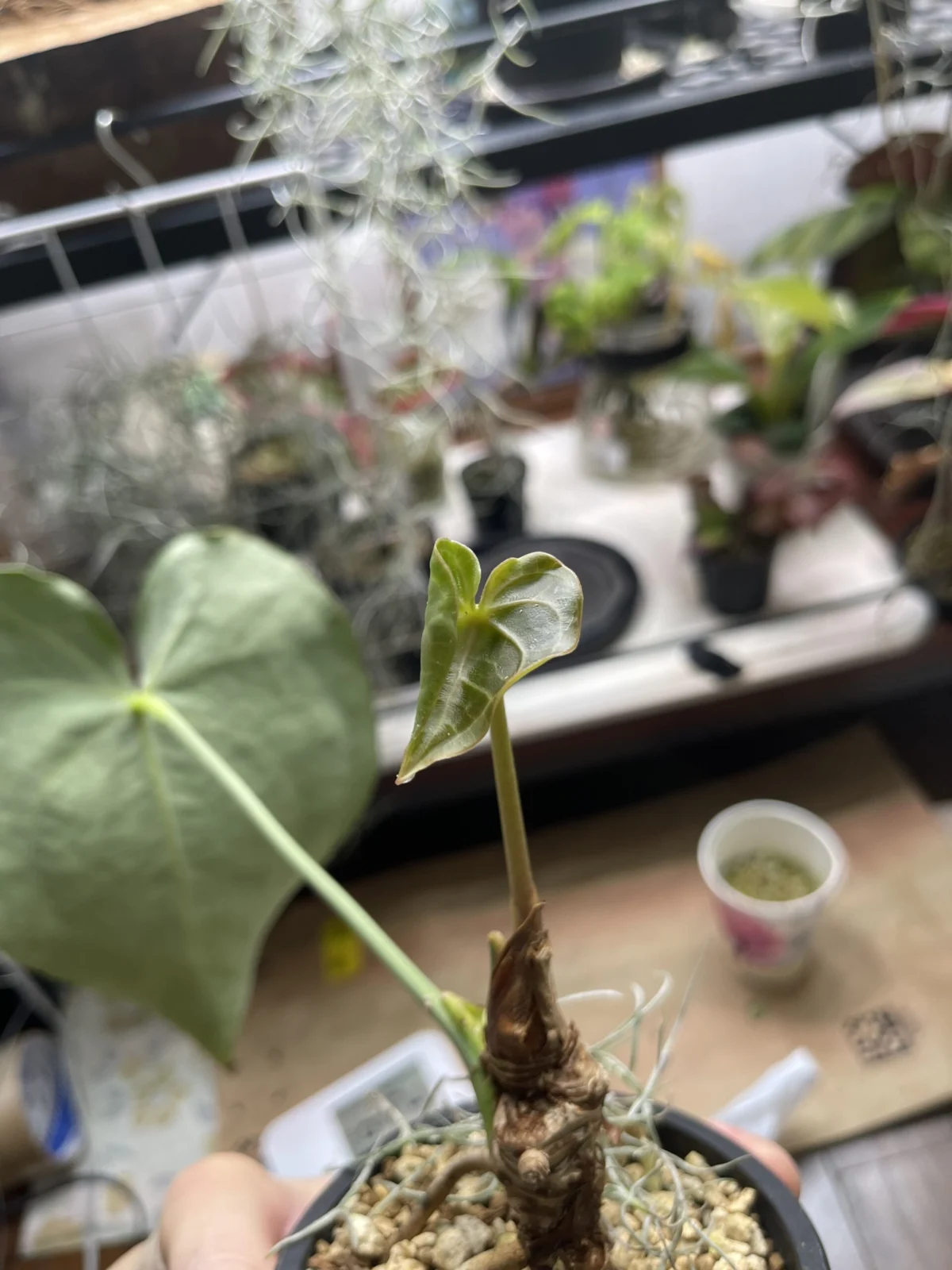 アンスリウム　クラリネルビウム