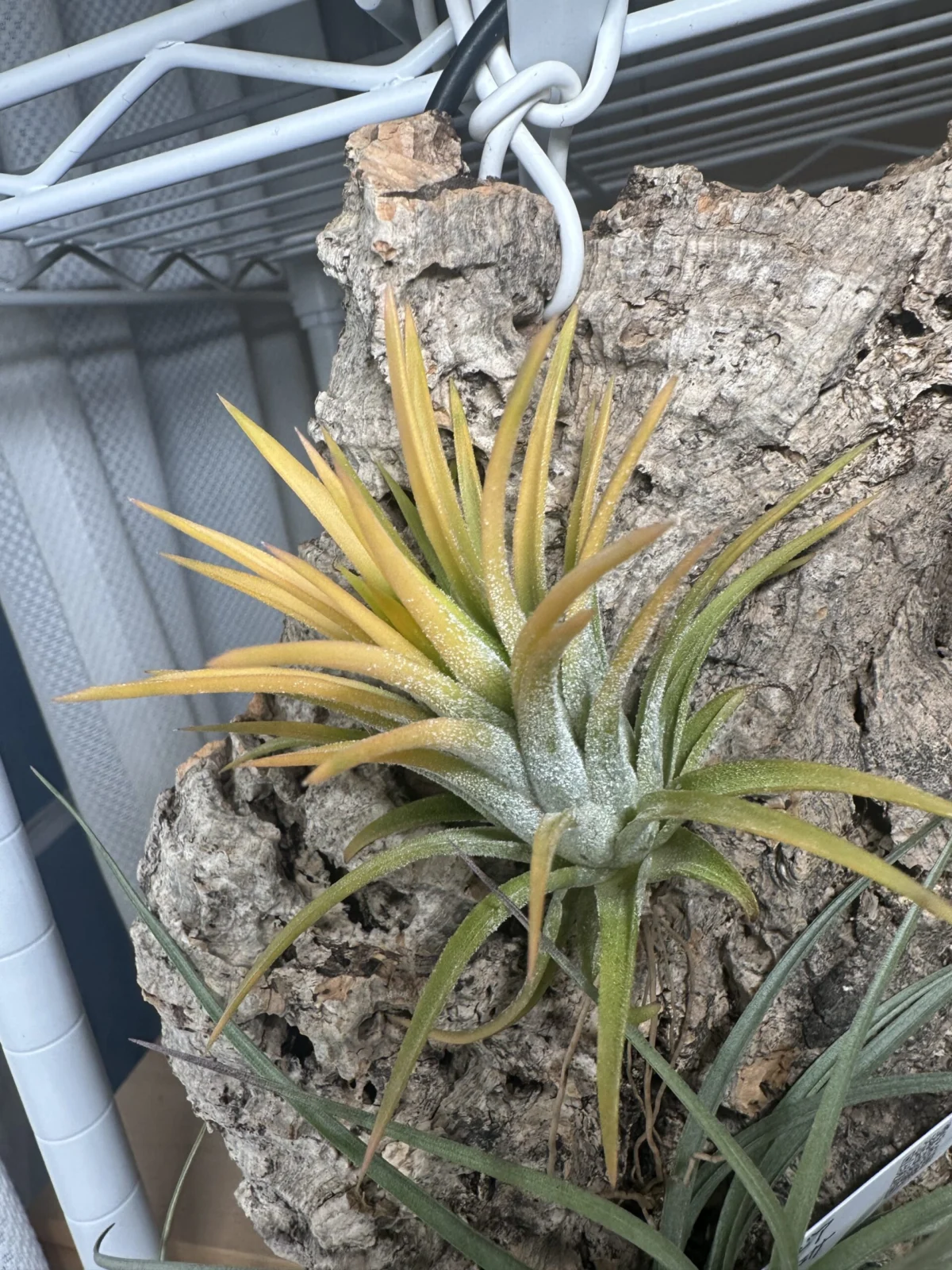 ティランジア イオンナンタ ドゥルイド