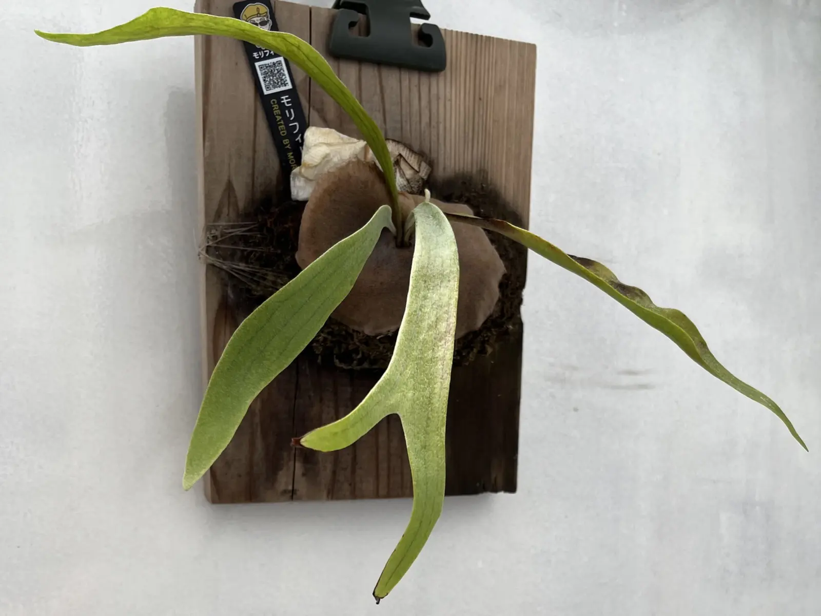 ビカクシダ　写楽