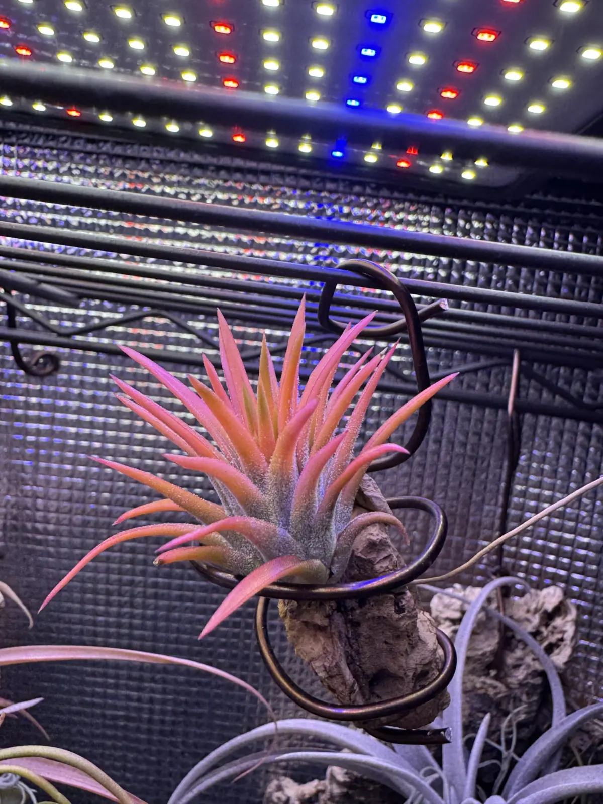 ティランジア イオナンタ オールウェイズピンク