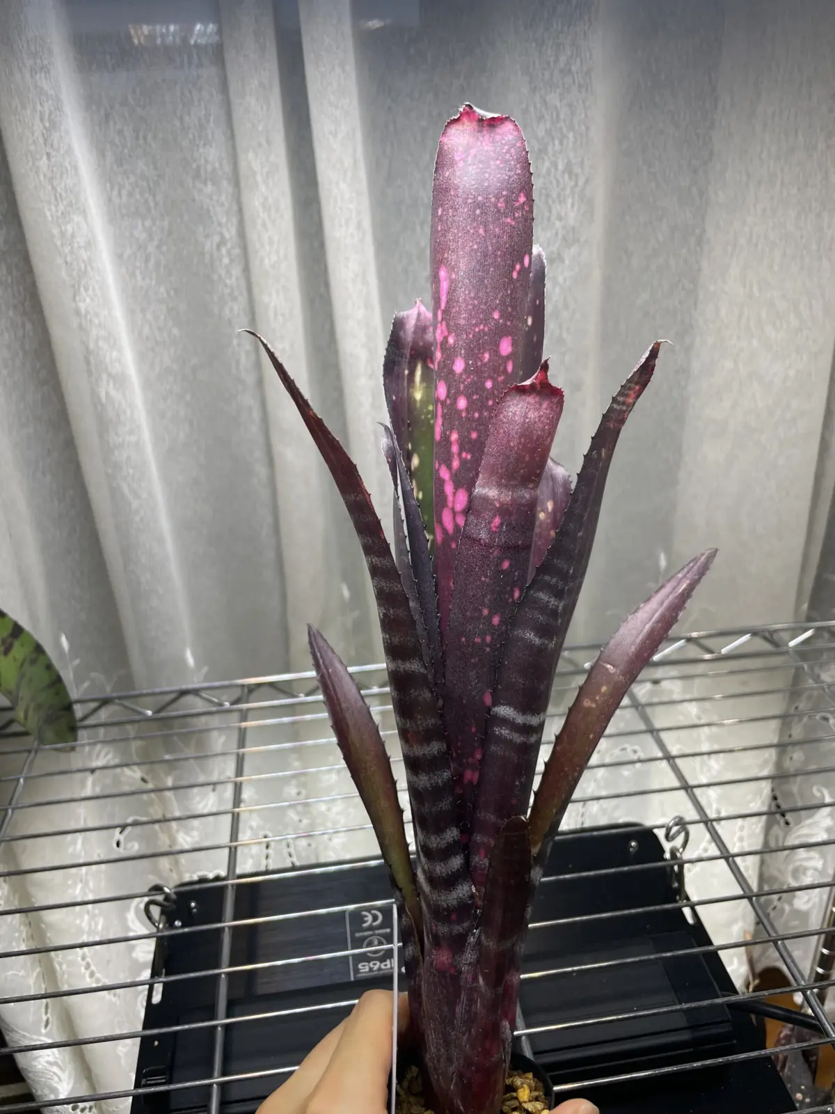 ビルベルギア　ビードルマン