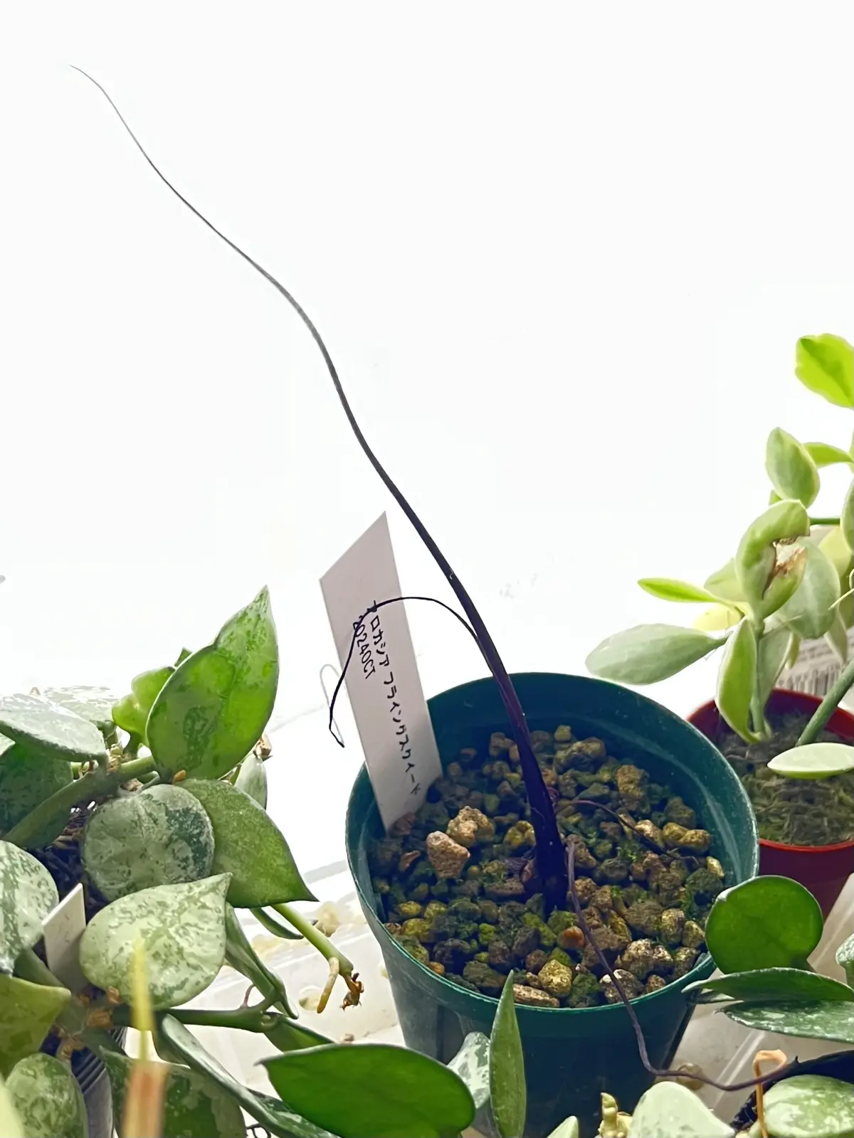 アロイド　アロカシア　フライングスクイード