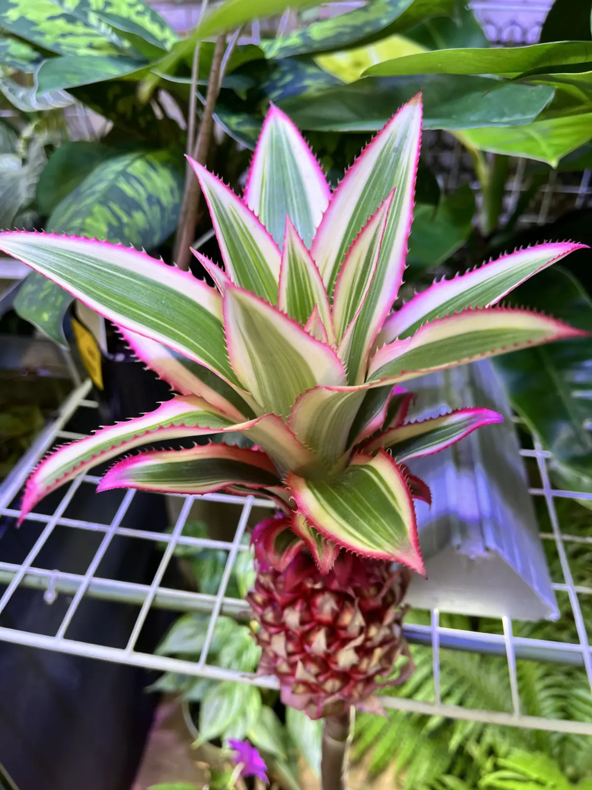 観賞用パイナップル