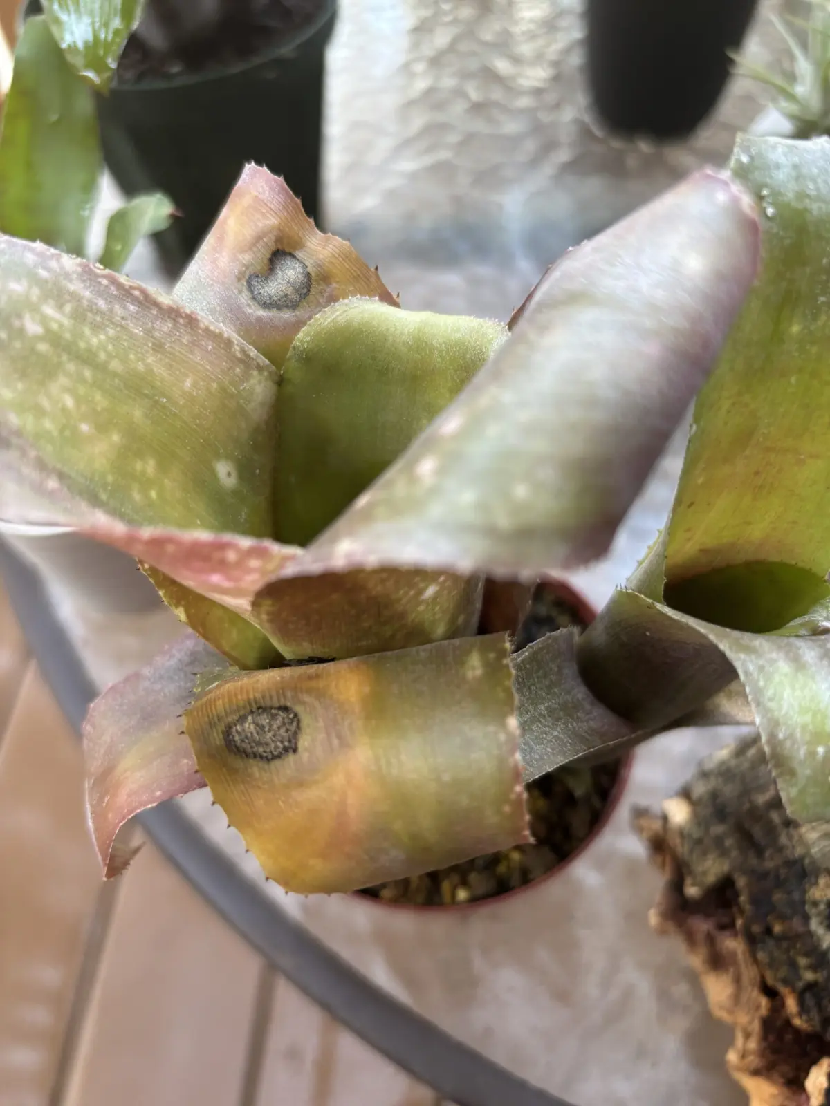 ビルベルギア　テキーラサンセット　炭疽病