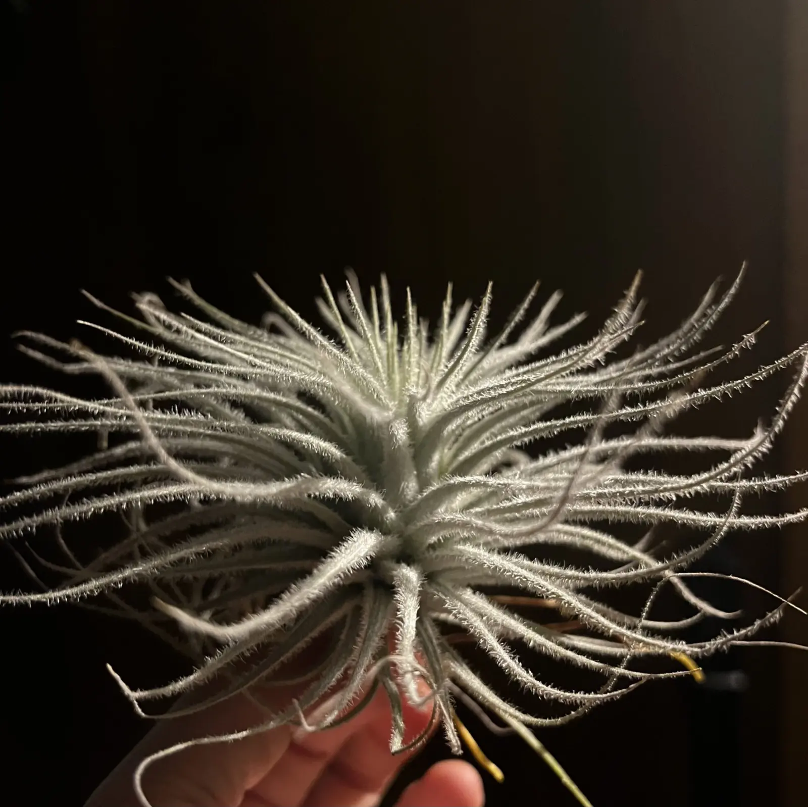 ティランジア　テクトラム