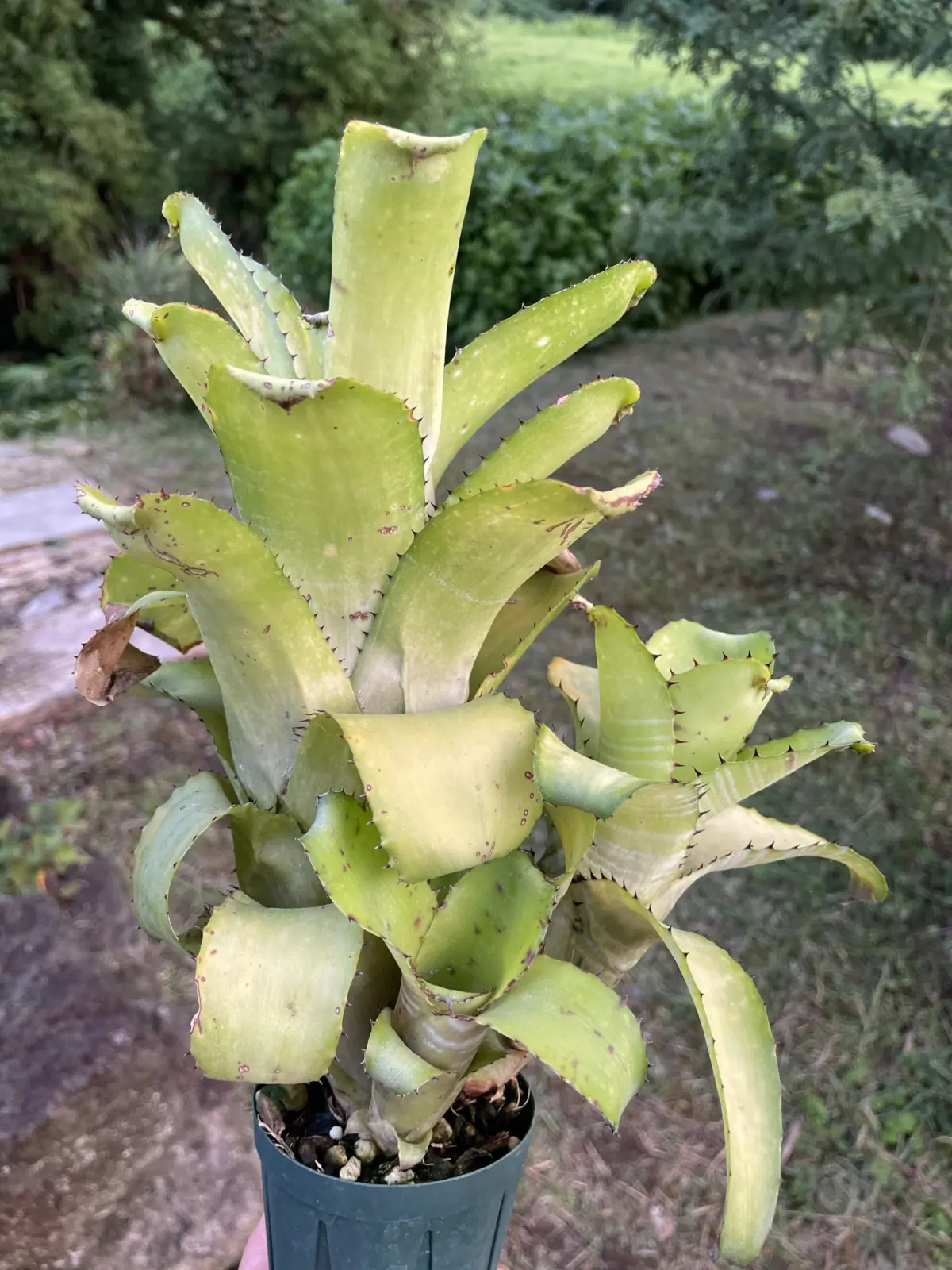 ビルベルギア　ホリダ　ホリダ